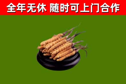 涞水回收散虫草