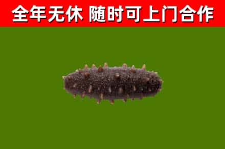 涞水回收海参干